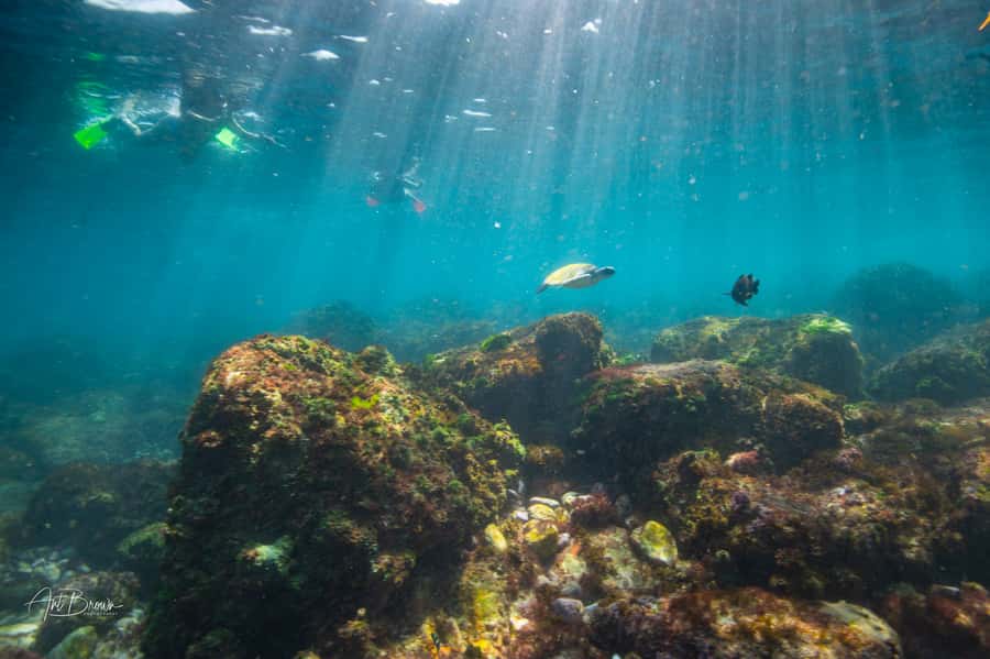 Gold Coast: Snorkeling with Turtles Half-Day Tour - What the $105 price includes