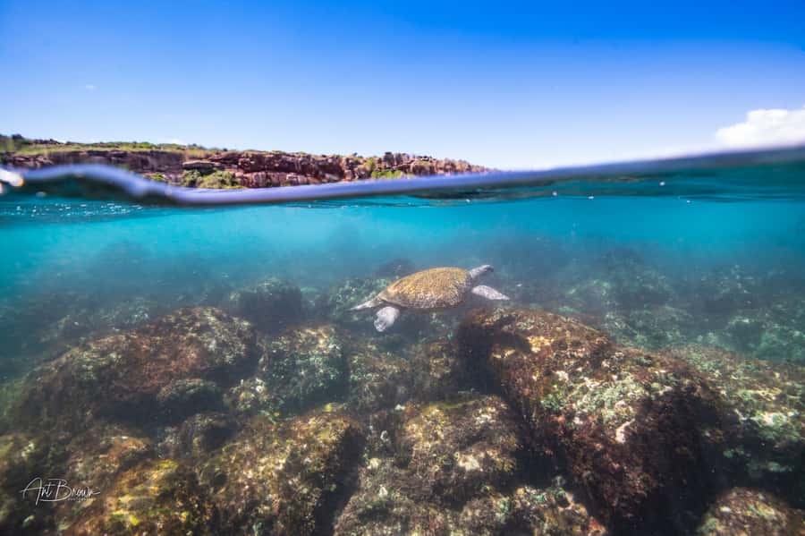 Gold Coast: Snorkeling with Turtles Half-Day Tour - Who will enjoy this tour most