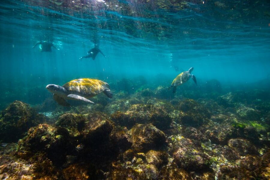 Gold Coast: Snorkeling with Turtles Half-Day Tour - The drawbacks you should weigh