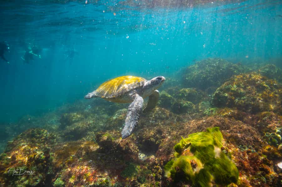 Gold Coast: Snorkeling with Turtles Half-Day Tour - Starting at Chinderah Bay Drive