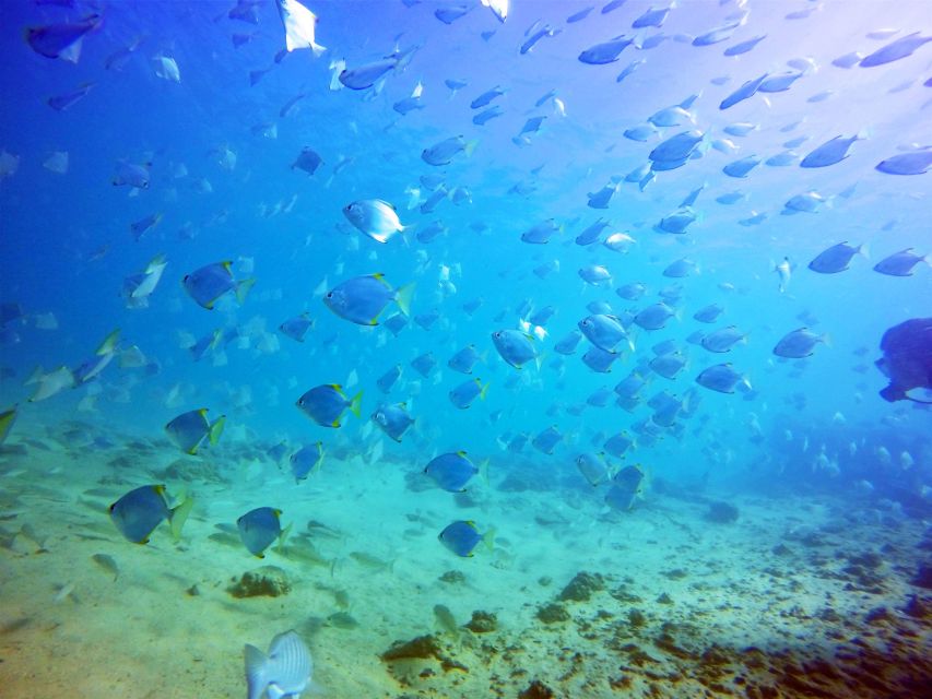 Gold Coast: Snorkelling in Wave Break Island - What $55 gets you