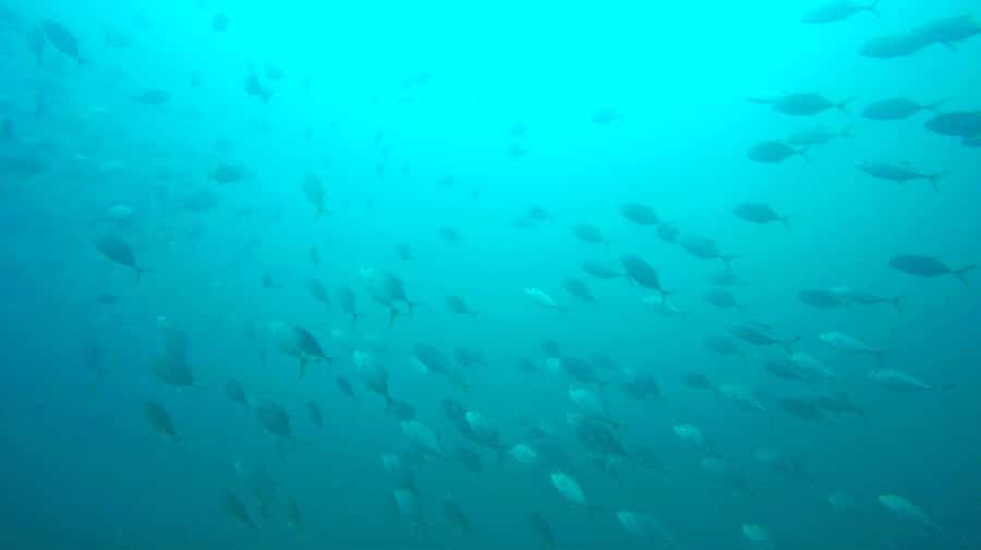 Gold Coast: Snorkelling in Wave Break Island - Fish feeding at Wave Break Island