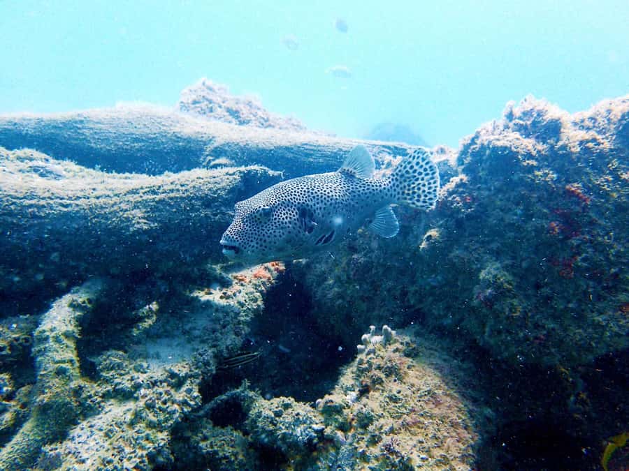 Gold Coast: Snorkelling in Wave Break Island - How much water time should you expect?