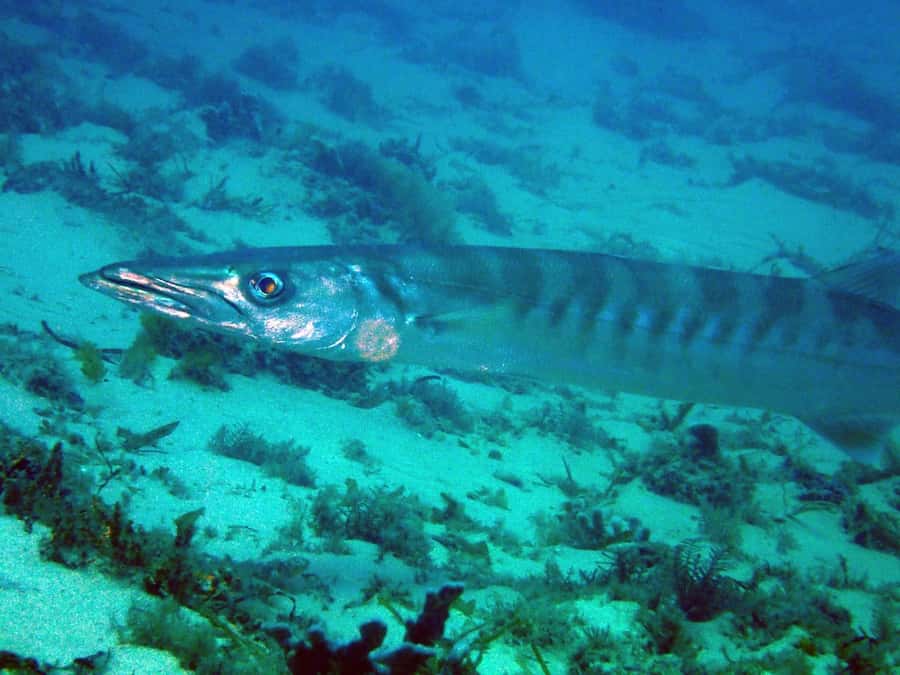 Gold Coast: Snorkelling in Wave Break Island - Cold water and visibility are the real variables