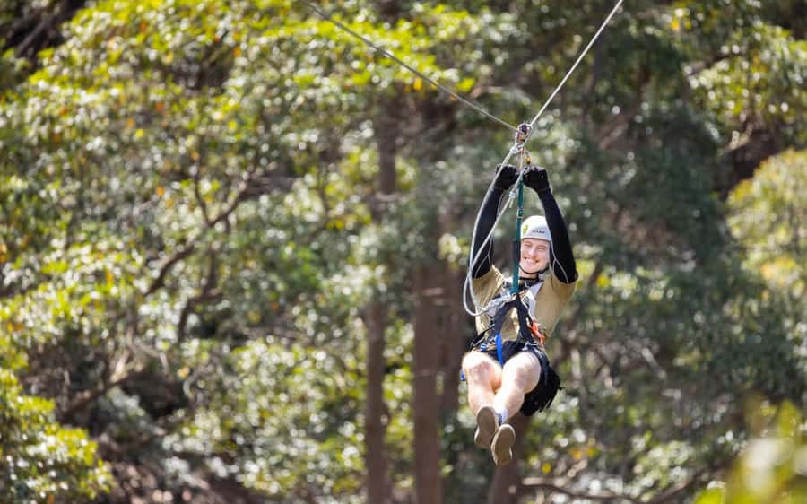 Gold Coast: Tamborine Mountain Canyon Flyer Zipline Tour - Key points at a glance