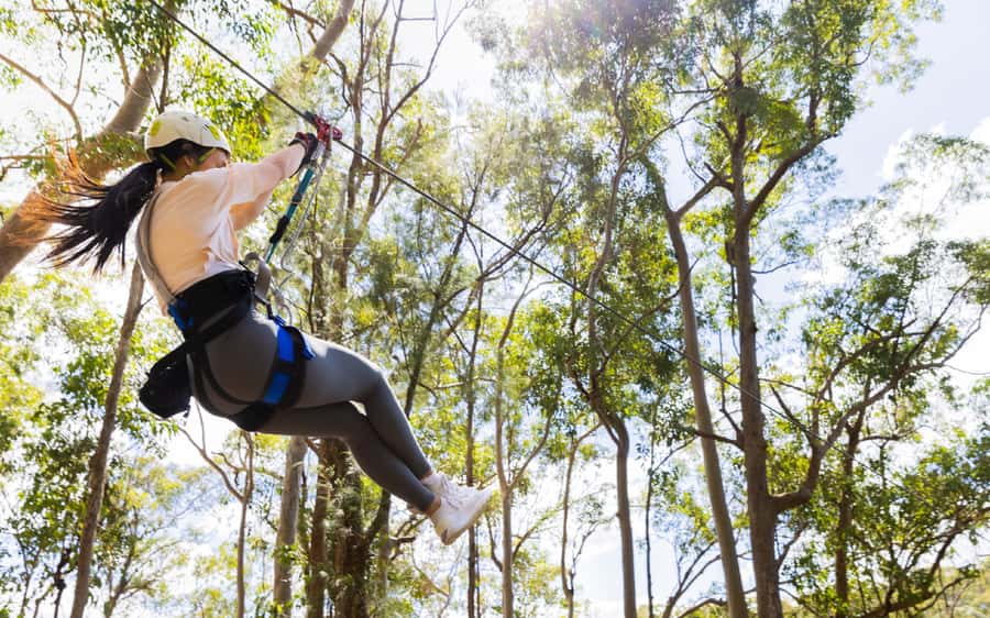 Gold Coast: Tamborine Mountain Canyon Flyer Zipline Tour - Eight lines, from confidence builder to full speed