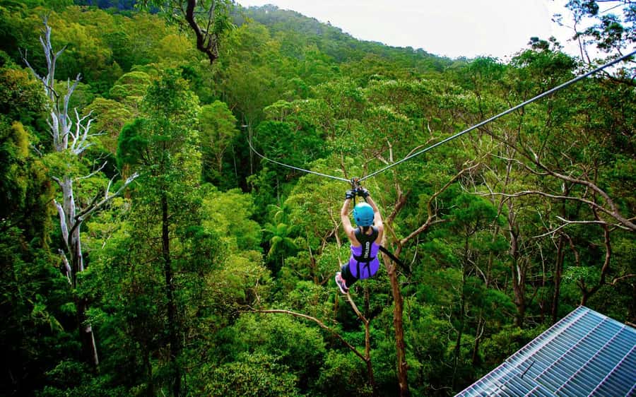 Gold Coast: Tamborine Mountain Canyon Flyer Zipline Tour - Rainforest views and the Great Dividing Range