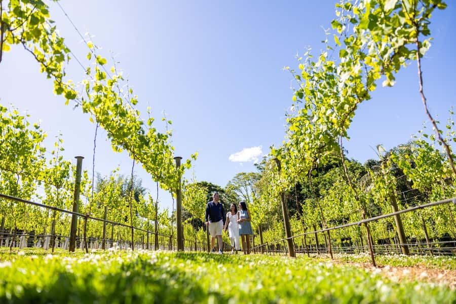 Gold Coast: Tamborine Mountain Local Winery Tour with Lunch - Cedar Creek starts the tasting