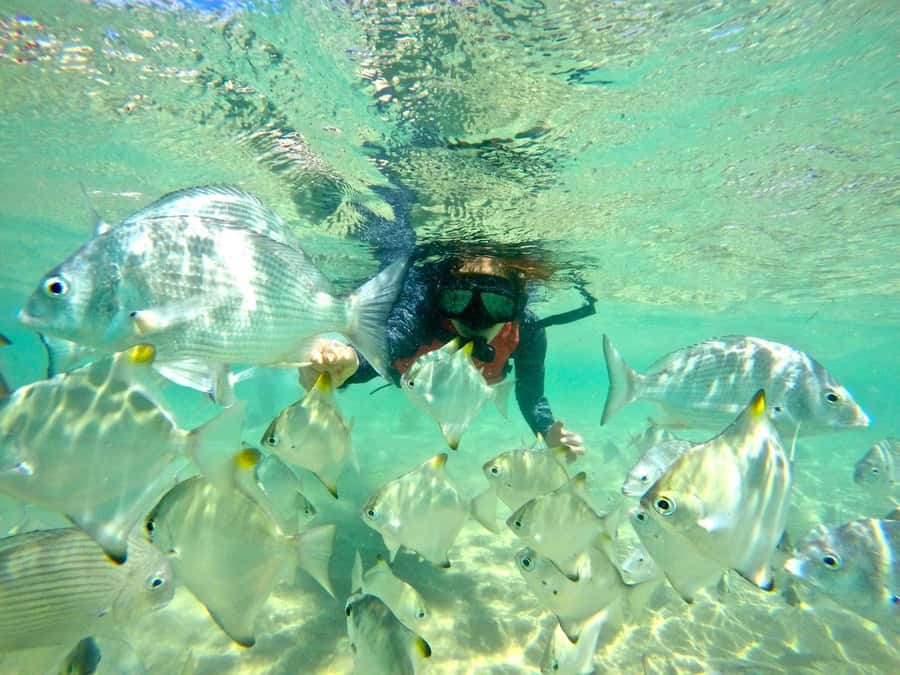 Gold Coast: Wave Break Island Kayaking & Snorkeling tour - A short Gold Coast tour with a real water adventure