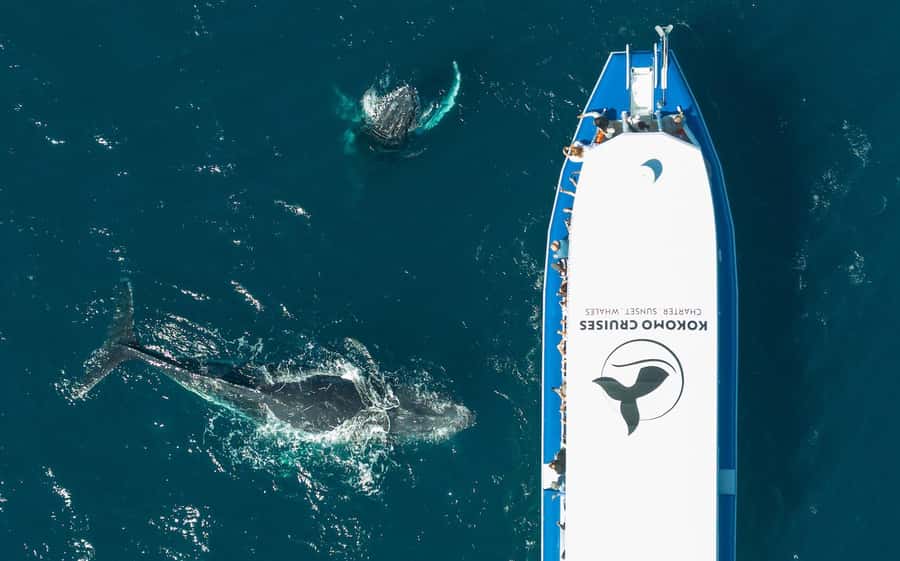 Gold Coast Whale Experience - Key points at a glance