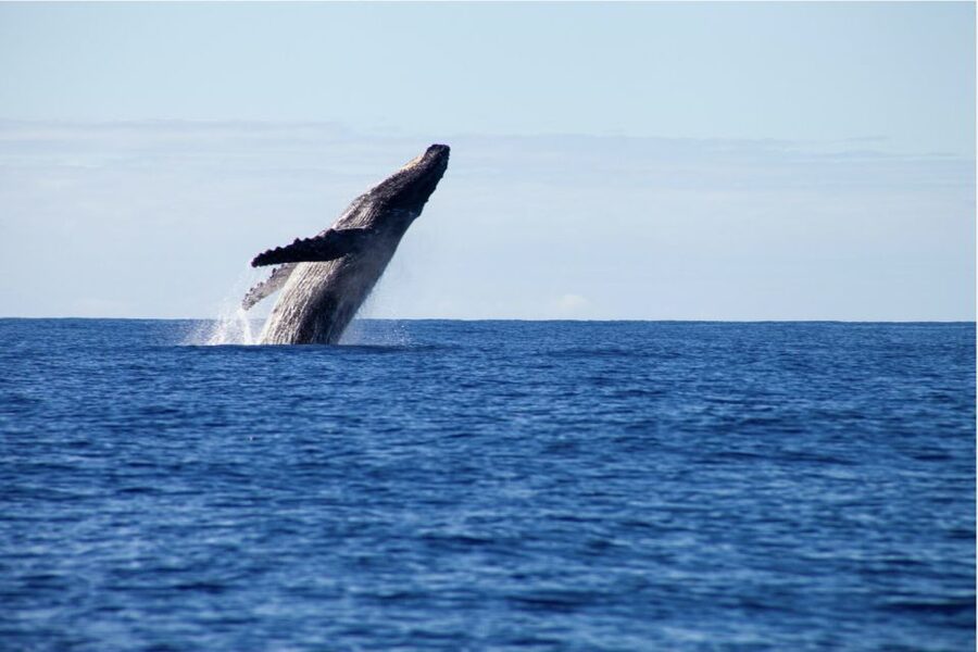 Gold Coast Whale Experience - My verdict: should you book Kokomo Cruises?