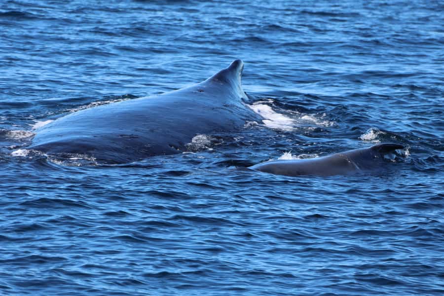 Gold Coast Whale Experience - Leaving Main Beach for the Whale Highway
