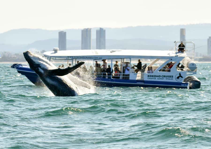 Gold Coast Whale Experience - Live commentary from Nick, Fran, and the crew