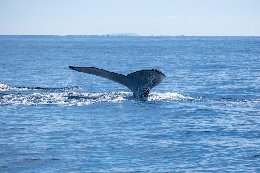 Gold Coast Whale Experience - Whales, dolphins, and the wider marine picture