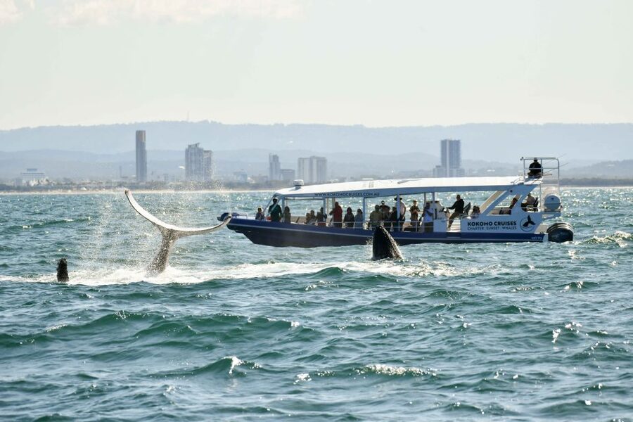 Gold Coast Whale Experience - The boat, comfort, and the rough-water question
