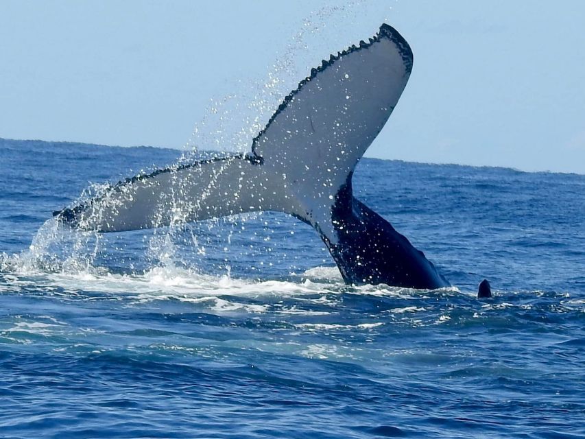 Gold Coast Whale Experience - Who will enjoy this cruise most