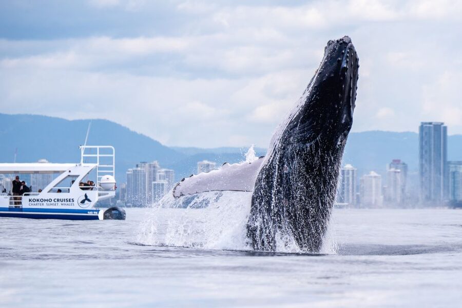 Gold Coast Whale Experience - Booking details worth knowing before you go
