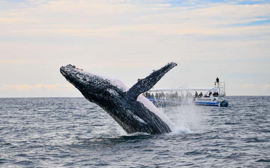 Gold Coast Whale Experience - What the 150 minutes actually feels like
