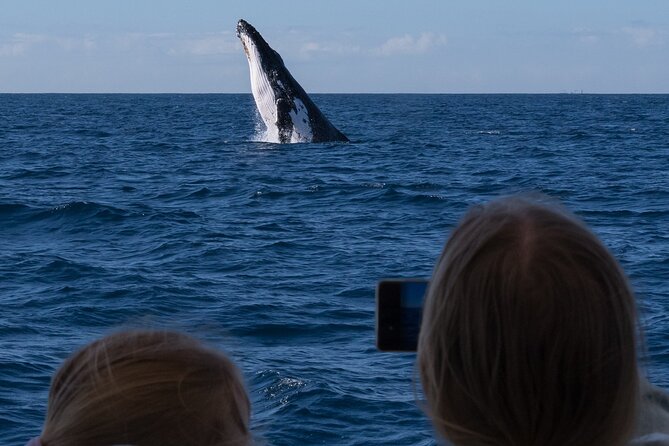 Gold Coast Whale Watching Cruise - From Main Beach to the Whale Highway