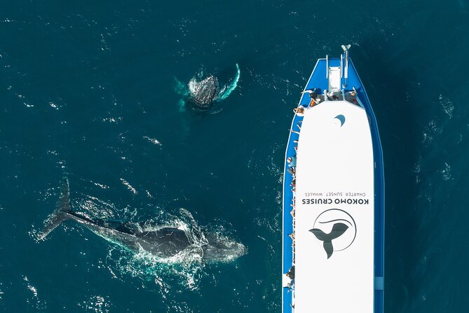 Gold Coast Whale Watching Cruise - Watching humpbacks without a scripted show