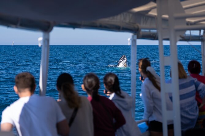 Gold Coast Whale Watching Cruise - The return trip and the Gold Coast from offshore
