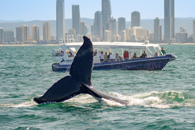 Gold Coast Whale Watching Cruise - Is $63.12 good value?
