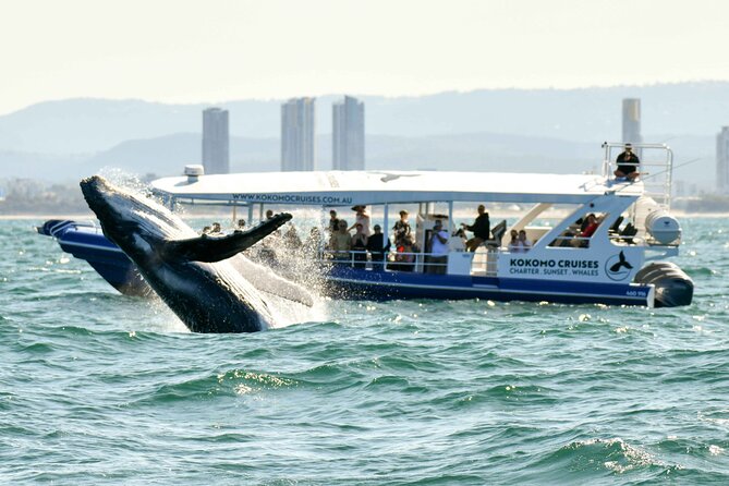 Gold Coast Whale Watching Cruise - Why the boat makes such a difference