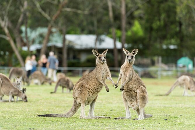 Grampians National Park Small-Group Eco Tour from Melbourne - Halls Gap, lunch, and the best wildlife chance