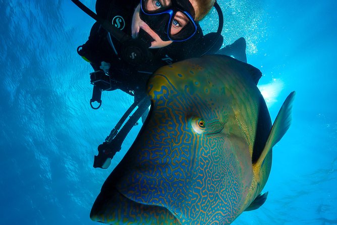 Great Barrier Reef Cruise - Gold Class VIP Lounge Package - Hastings Reef and the second chance to snorkel