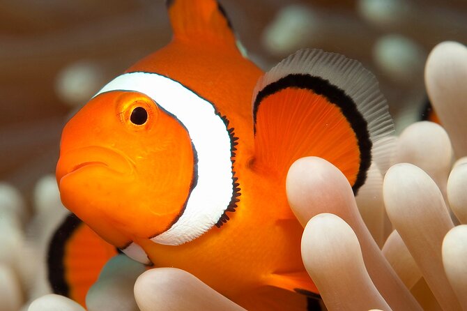 Great Barrier Reef Full Day Tour from Cairns - Photos cost extra, but can be worth considering