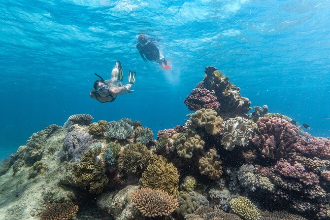 Great Barrier Reef Full Day Tour from Cairns - Snorkeling is the easiest way to join the day