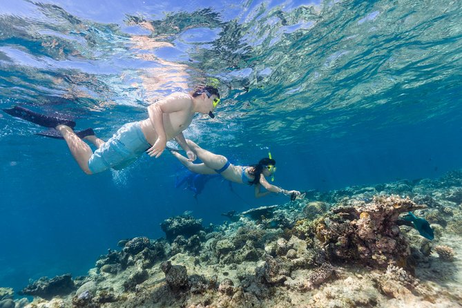 Great Barrier Reef Snorkeling and Diving Cruise from Cairns - Hastings Reef and the second chance to snorkel