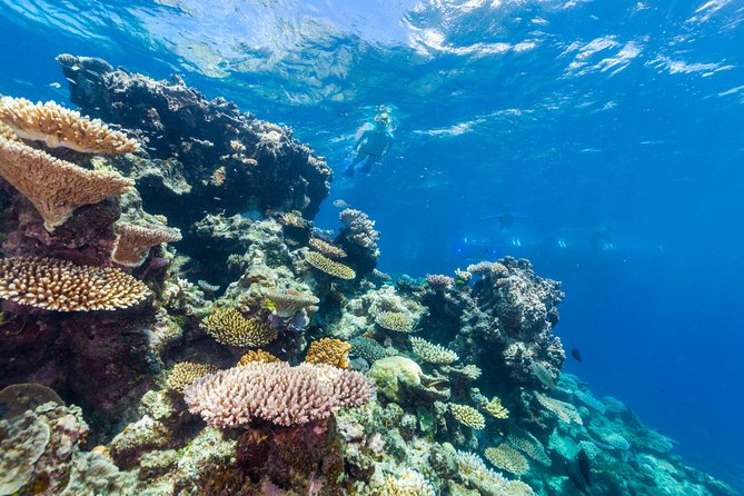 Great Barrier Reef Snorkeling and Diving Cruise from Cairns - Adding scuba to a snorkeling day