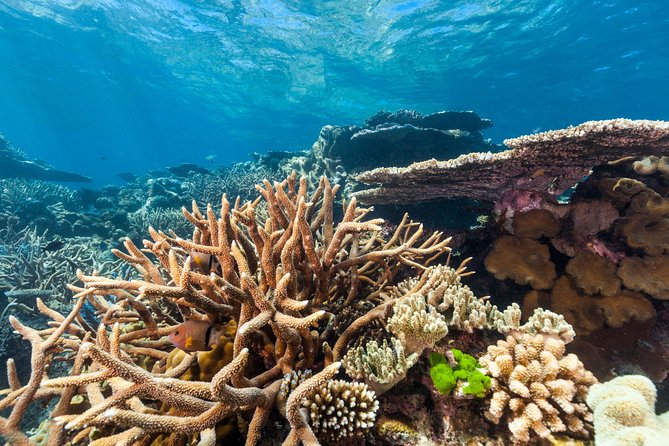 Great Barrier Reef Snorkeling and Diving Cruise from Cairns - The return ride to Cairns