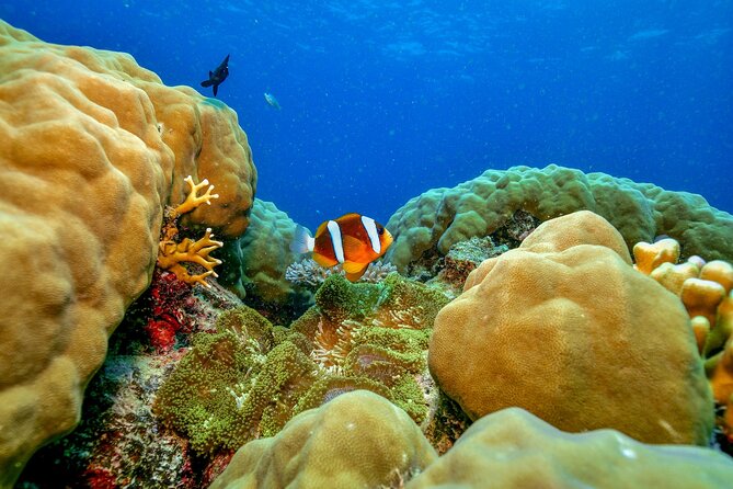 Great Barrier Reef with Cultural Guides-Dreamtime Dive & Snorkel - Meals, equipment, and the practical side