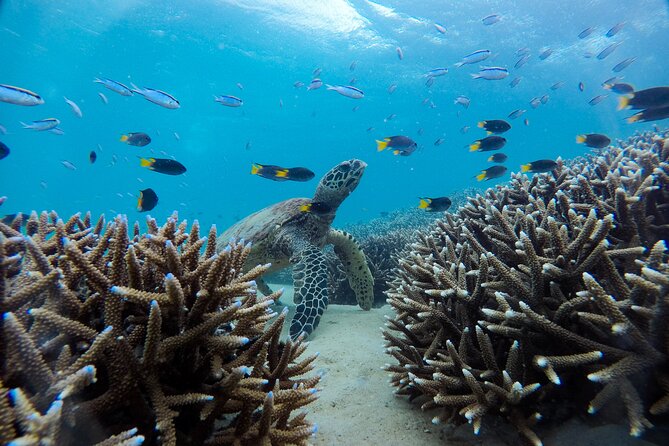 Great Keppel Island Adventure Tour - Snorkel and Boomnet - A generous Aussie-style BBQ lunch
