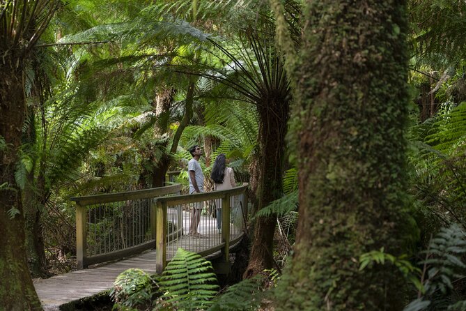 Great Ocean Road, 12 Apostles, Loch Ard Gorge & lunch - Melbourne - A rainforest break at Mait’s Rest or Melba Gully