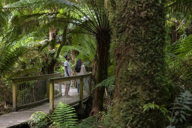 Great Ocean Road, 12 Apostles, Rainforest & Morning Tea-Melbourne - Why this Great Ocean Road day is worth the long ride