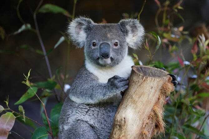 Great Ocean Road Reverse Tour with Iconic Stops & Wildlife - Key points before you book