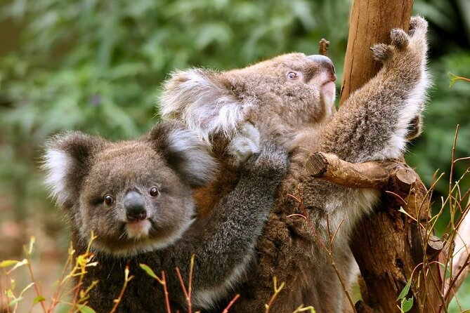 Great Ocean Road Small-Group Eco Tour from Melbourne - Mait’s Rest brings you into the Otway rainforest