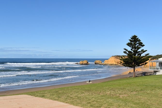 Great Ocean Road Tour Plus Koalas, Forest Walk and Morning Tea - Kennett River wildlife stop
