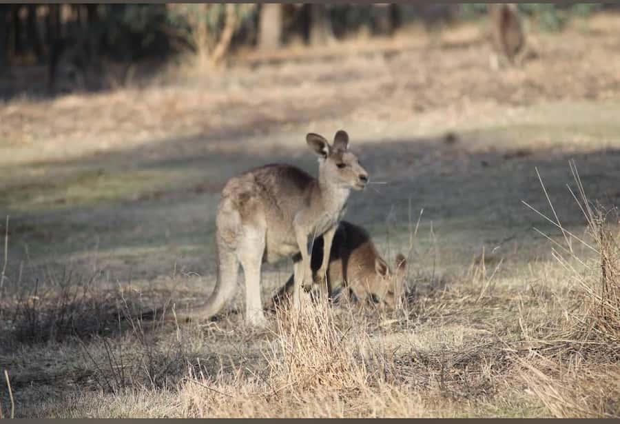 Great Ocean Road Tour PRIVATE LUXURY-FREE entry,hotel pickup - Maits Rest brings you into the Otway rainforest