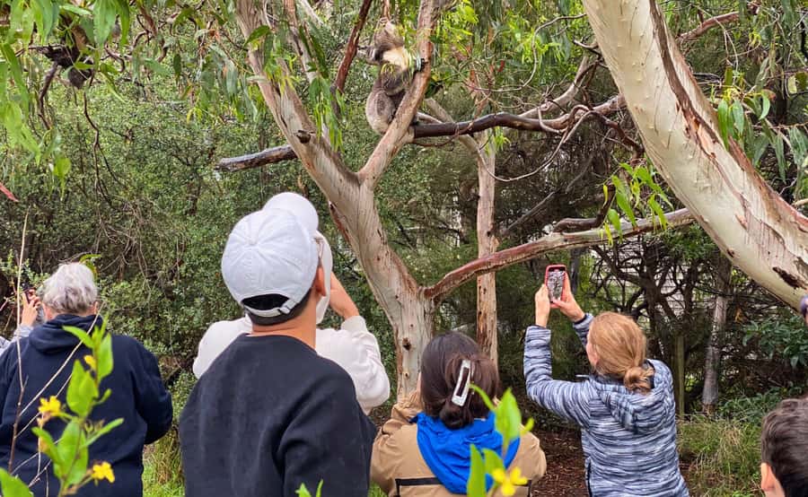 Great Ocean Road Tour w/ Deluxe Minibus & Top-Rated Guide - The guides are a major part of the value