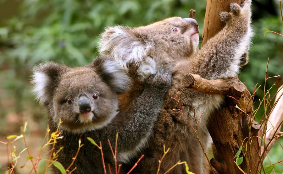 Great Ocean Road Tour w/ Deluxe Minibus & Top-Rated Guide - Maits Rest and the ancient rainforest walk