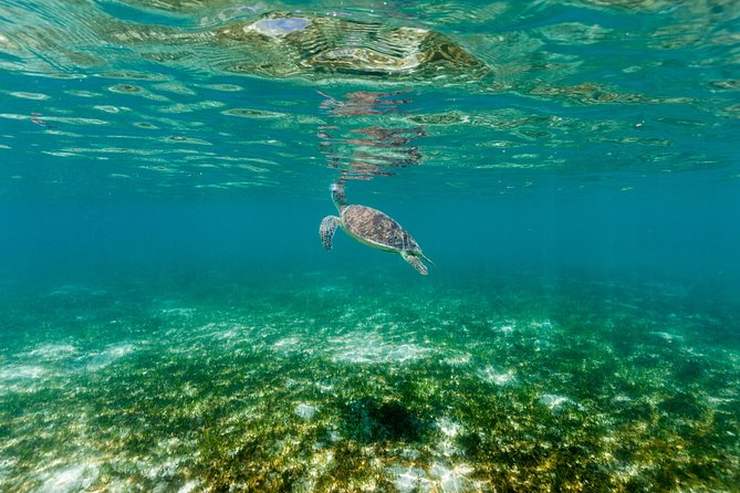 Green Island Day Trip from Cairns - Lunch, food, and package choices