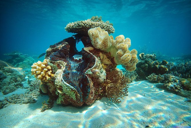 Green Island Half-Day Trip from Cairns - Should you book the half-day Green Island trip?