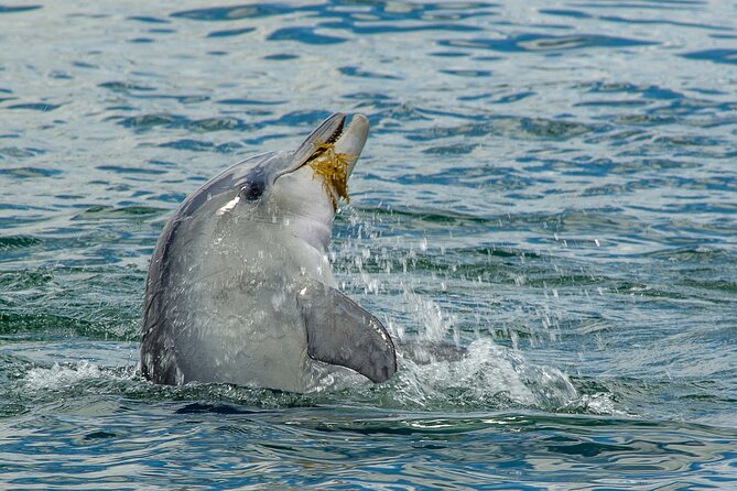 Guided Dolphin Eco-Cruise in Koombana Bay - The 300-degree platform and viewing comfort