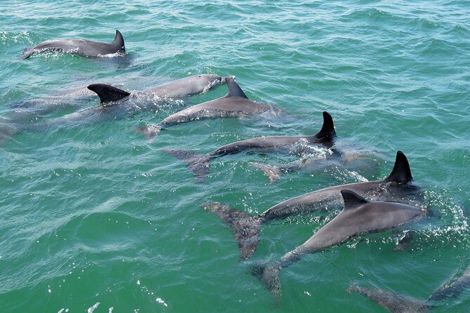 Guided Dolphin Eco-Cruise in Koombana Bay - A conservation trip, not just a sightseeing ride