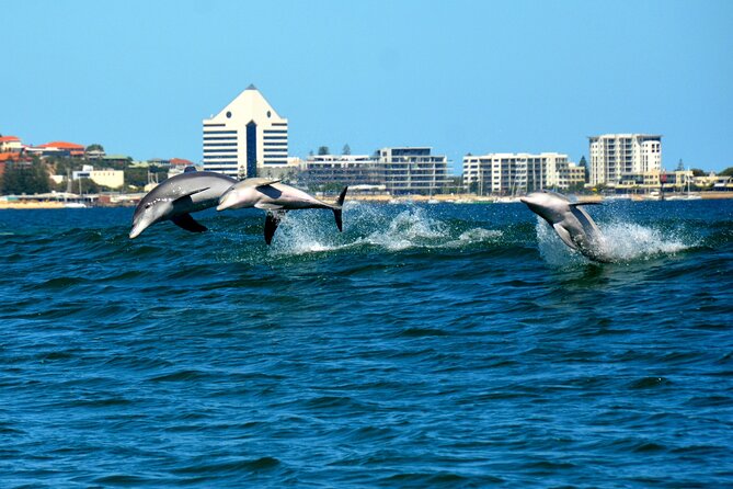 Guided Dolphin Eco-Cruise in Koombana Bay - The seasonal departure change from May to September