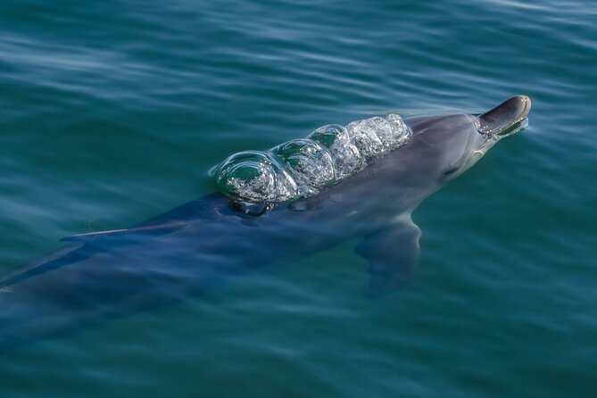 Guided Dolphin Eco-Cruise in Koombana Bay - Is $46.62 good value?